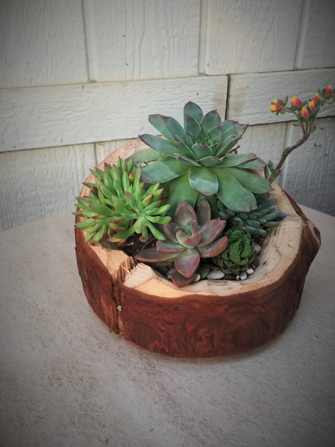 Succulent Arrangement in rustic cedar wood planter. Live