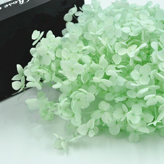 Preserved Fresh Flower Mint Green Fresh Dried Flowers DIY