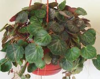 Live House Plant Strawberry Begonia *Old Timey Favorite *