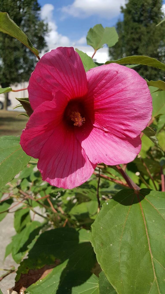 Hardy Red Hibiscus Huge dinner plate sized blooms seeds 10