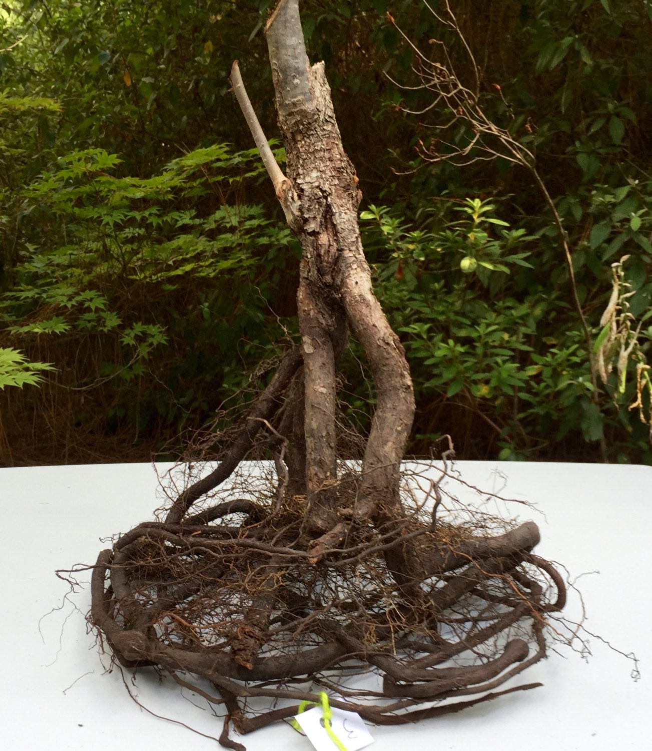 Tree Root, Natural Tree Root 3, Tree Root Sculpture, Root Specimen