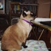 Kitty G