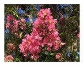 Floral Photo Note Card. Dark Pink Crepe Myrtle Flower.Glossy Photo is Printed on 5 x 7 High Quality White Blank Card.