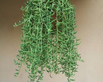 set of 5 to 10 cuttings Senecio radicans glauca String of Bananas - Exotic Succulent Plant