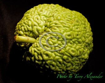 Osage Orange Photo, Bodark Apple, Bois D'Arc Photo, Horse Apple, Hedge Apple Photo, Green Apple Photo, Nature Photo, Nature Art, Hedge Apple