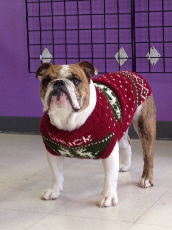 English bulldog in a christmas sweater