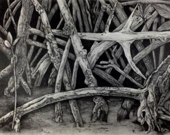 MangroveIV ~ Drawing by Dawn Rosendahl ~Original Pencil Drawing~