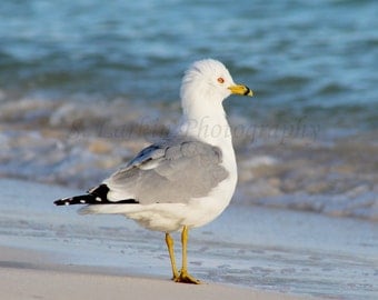 beach photography ocean photography beachy photography seagull photography nature photography bird photography nautical photography