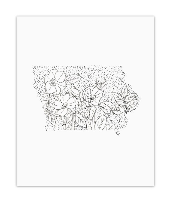 Iowa Wild Prairie Rose State Flower Drawing Giclee