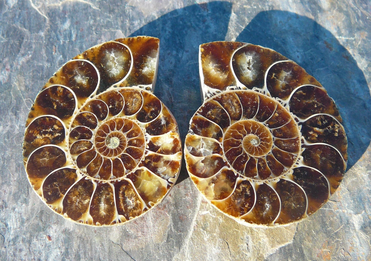 real ammonite fossil real ammonite fossil