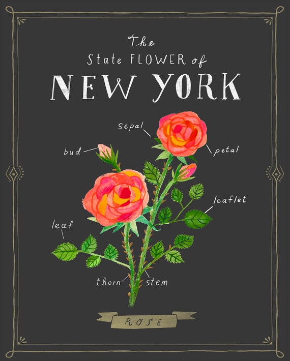 New York State Flower Print The Rose