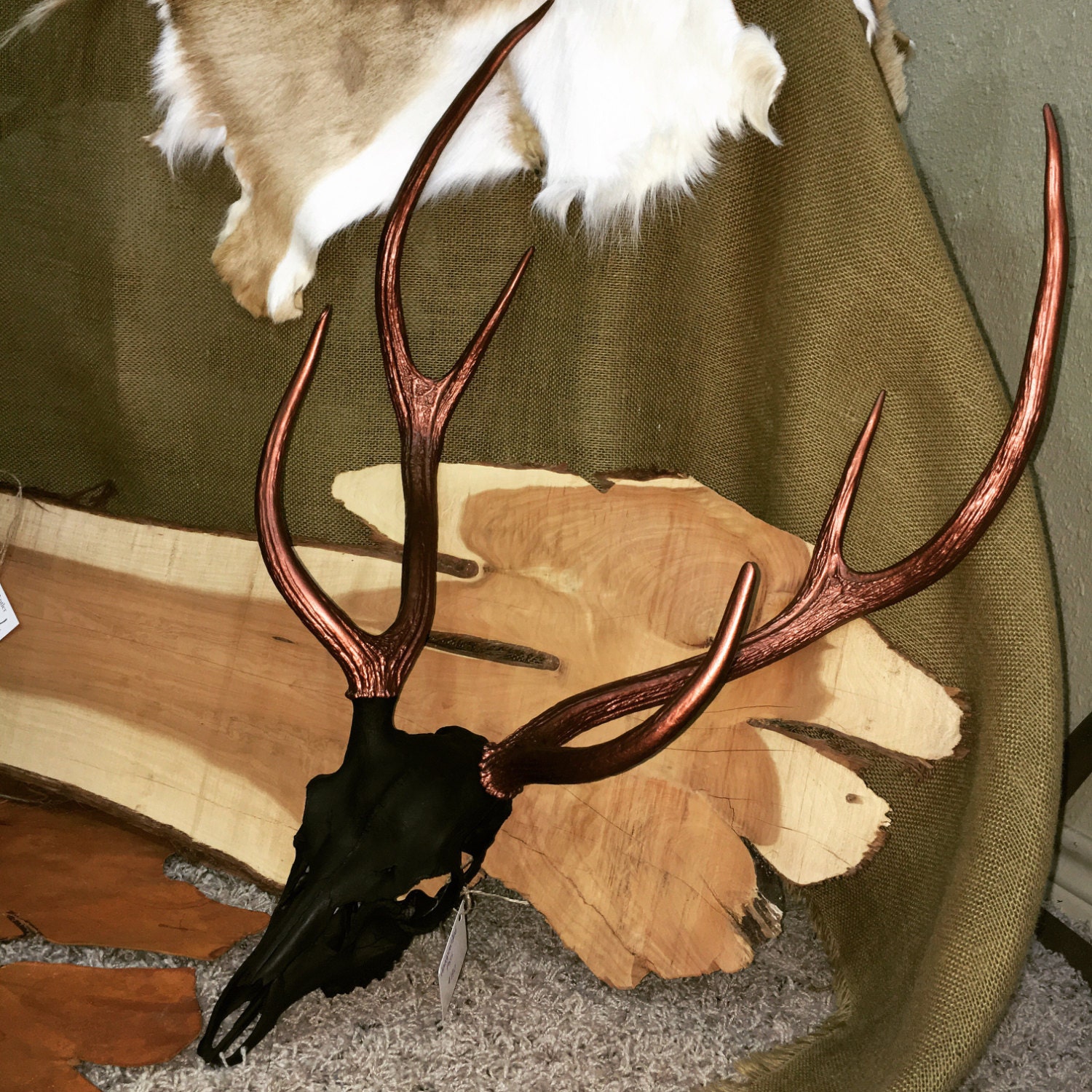 Hand painted Real Axis Deer Skull and antlers. by AntlerHillCreek