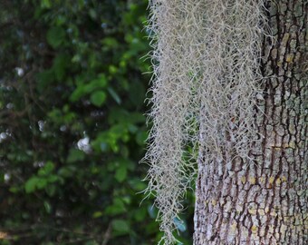 Spanish moss trees | Etsy
