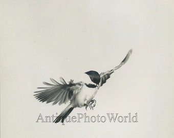 Bullfinch bird in flight vintage art photo