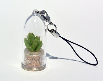 Apple Cactus - Live Cacti Terrarium Flower, Clip Terrarium Living Plant, Miniature Plants Living Inside a Tiny Capsule - Boo-Boo Plant