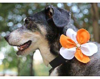 Orange and White Dog Collar Flower - Collar Flower for Dogs, Tennessee Flower, Halloween Flower, Halloween Costume, Dog Costume
