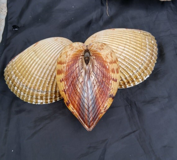 Double Atlantic Giant Cockle