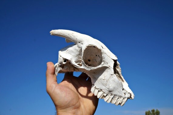 Genuine Goat Skull Gothic Pagan Decor Creepy Macabre Art