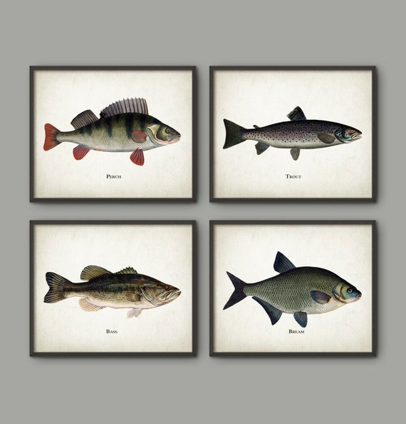 Fishing Art Prints Set Of 4 Antique Bookplate Fish