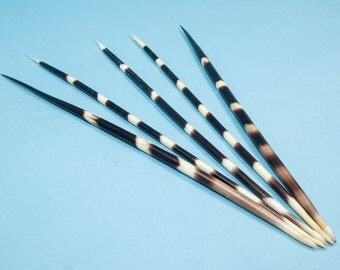 FIVE (5) African Porcupine Quills #1: X-Large (11"+) (184-02XL)