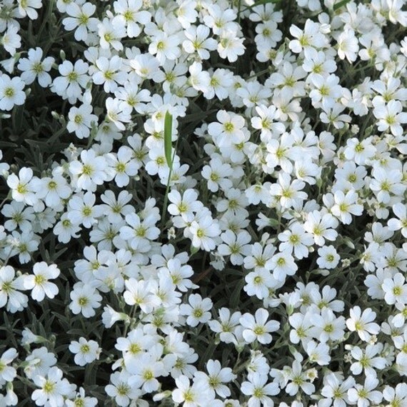 snow in summer flower seeds cerastium tomentosum 200 seeds from underthesunseeds on etsy studio snow in summer flower seeds cerastium tomentosum 200 seeds from underthesunseeds on etsy studio
