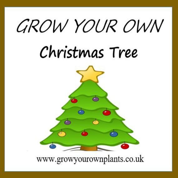 grow your own norway spruce christmas tree by grow your own norway spruce christmas tree by
