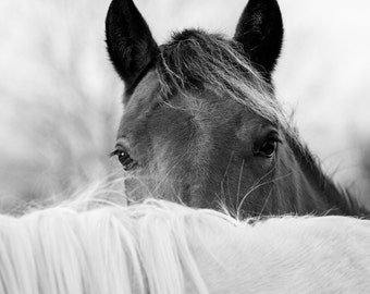Horse Photography Black and White Horse Art