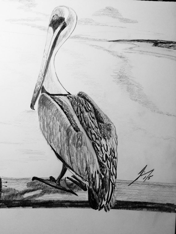 Coastal Pelican Original Framed Pencil Drawing