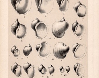 1909 Snails Print, Gastropod Molluscs, Shells Illustration, Freshwater Snail Shells Chart, Antique Print, Vintage Lithograph Natural History