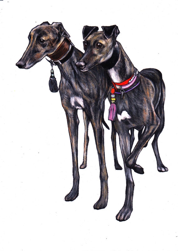 Greyhound drawing greyhound art print from by JimGriffithsArt