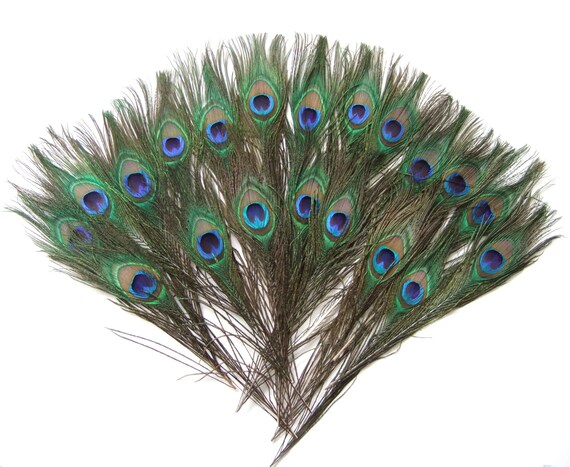 peacock feather cat toy