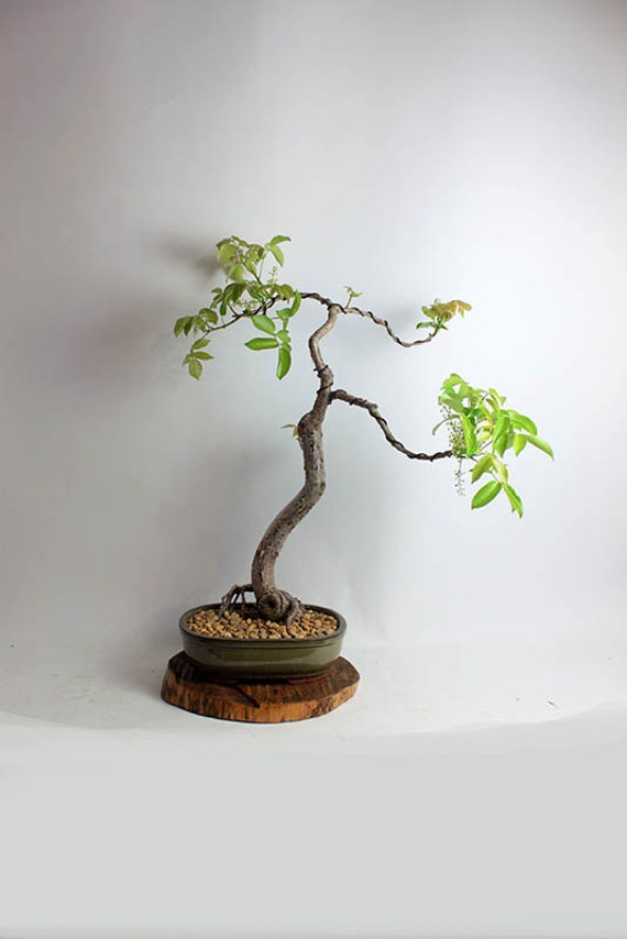 gumbo limbo gumbo limbo