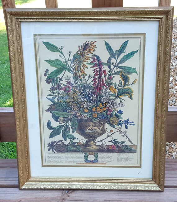 Vintage Botanical Framed Print 1970s