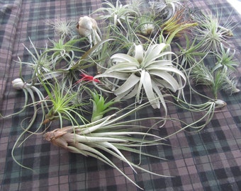 Tillandsia Air Plant Assortments (many options)