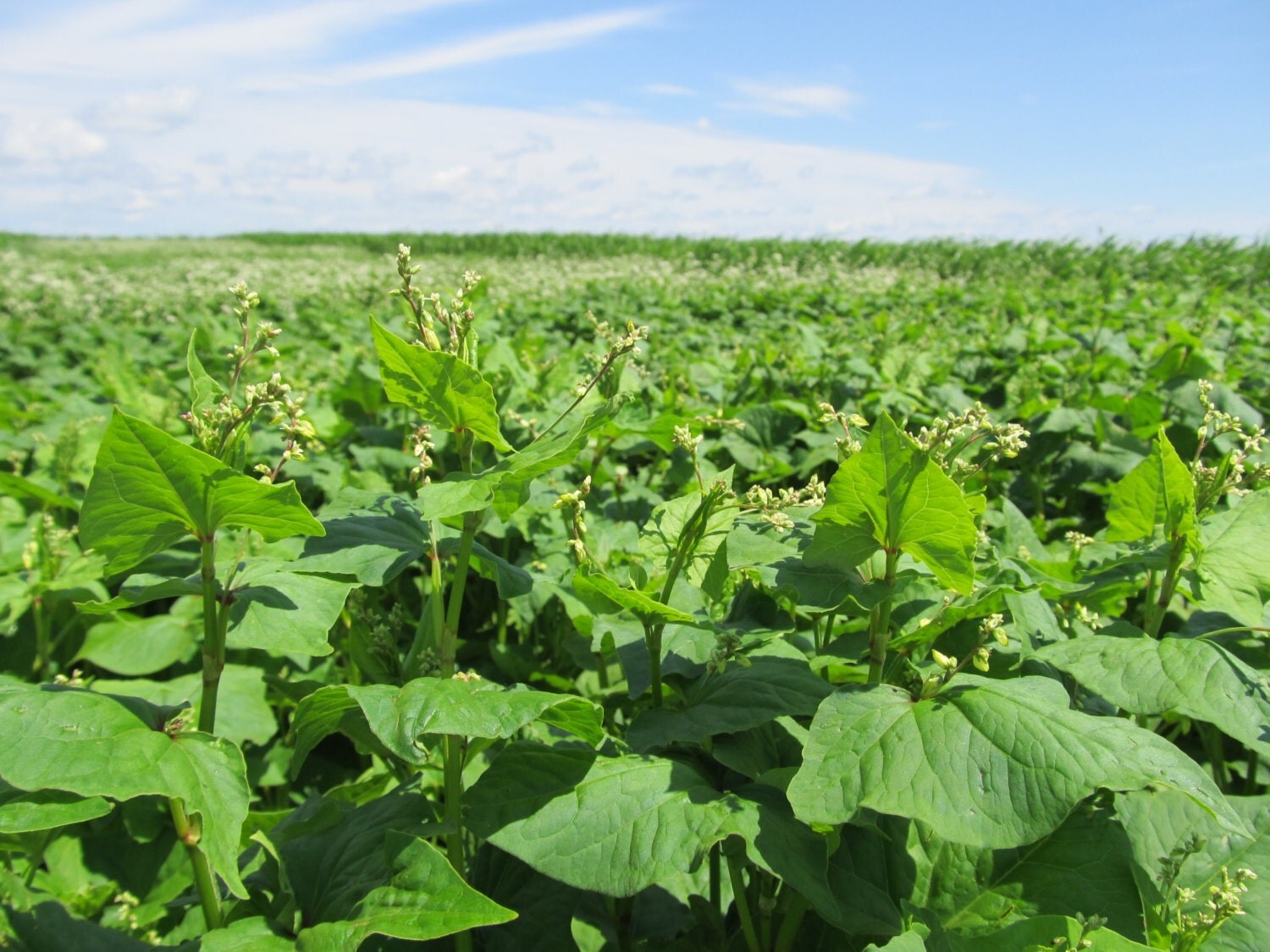Cover Crop Common Buckwheat Organic HEIRLOOM Seeds Large Pack