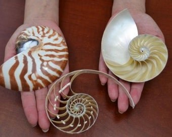 Triple Cut Nautilus Shell, Natural Striped 5 - 6 inch Center Cut or Sliced Chambered Nautilus Shells
