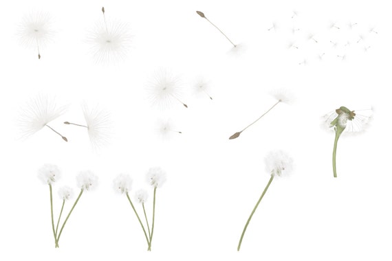 Hand painted dandelions png file overlays summer overlays