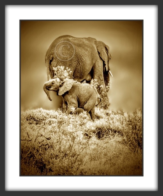 Printable Pictures Of African Wild Life 3