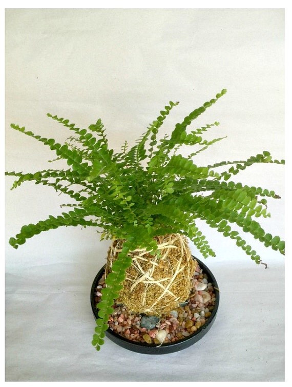 Kokedama Moss Ball Hanging Plants Japanese by GardenInTheAir