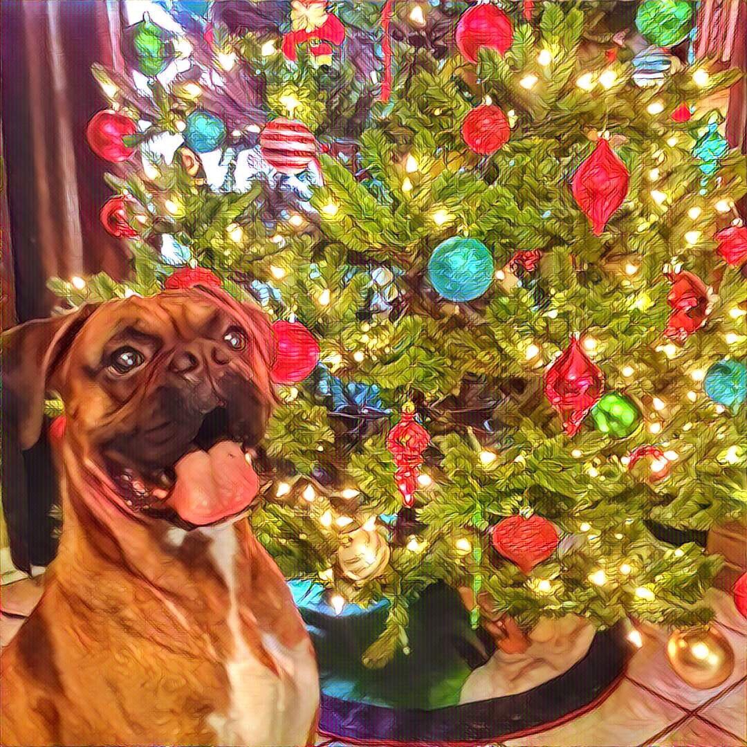 Boxer Dog Christmas Card dog lover boxer lover greeting