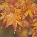 Autumn G