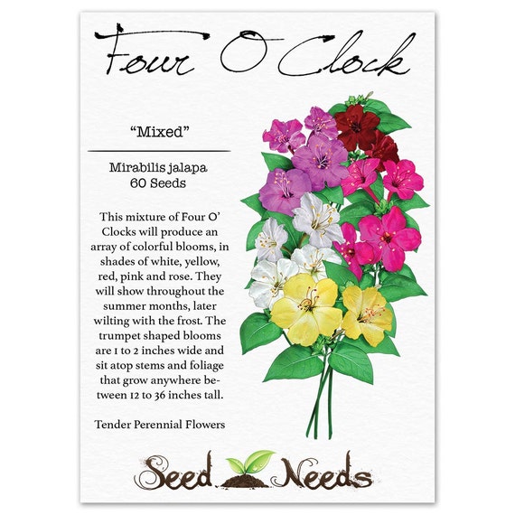 Mixed Four O' Clock Seeds Mirabilis jalapa Non-GMO Seeds