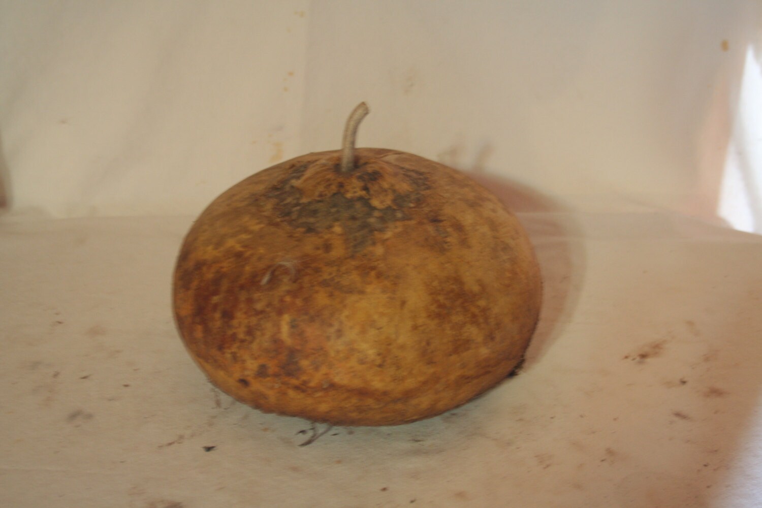 Large Canteen Gourd uncleaned