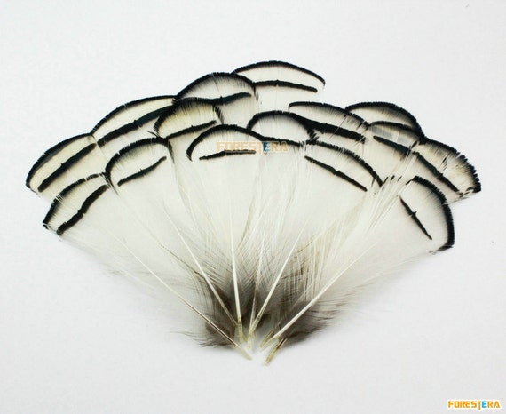 50 Pieces White Feather 5-10cm YM20