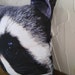 racoon pillow pet