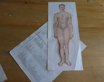 Anatomy, Antique French Medical, Fold Out Male Doll, Diagrams Charts of The Human Body Skeleton Circa 1920