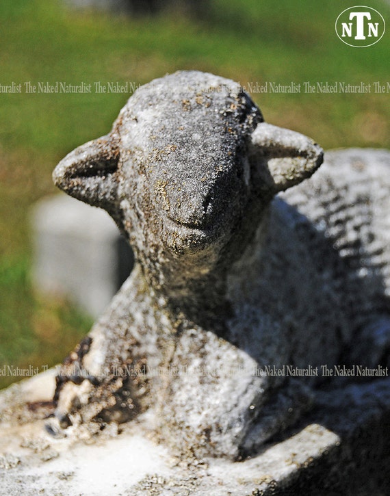 A Lamb On A Cemetery Headstone Gravestone Oddity Memorial