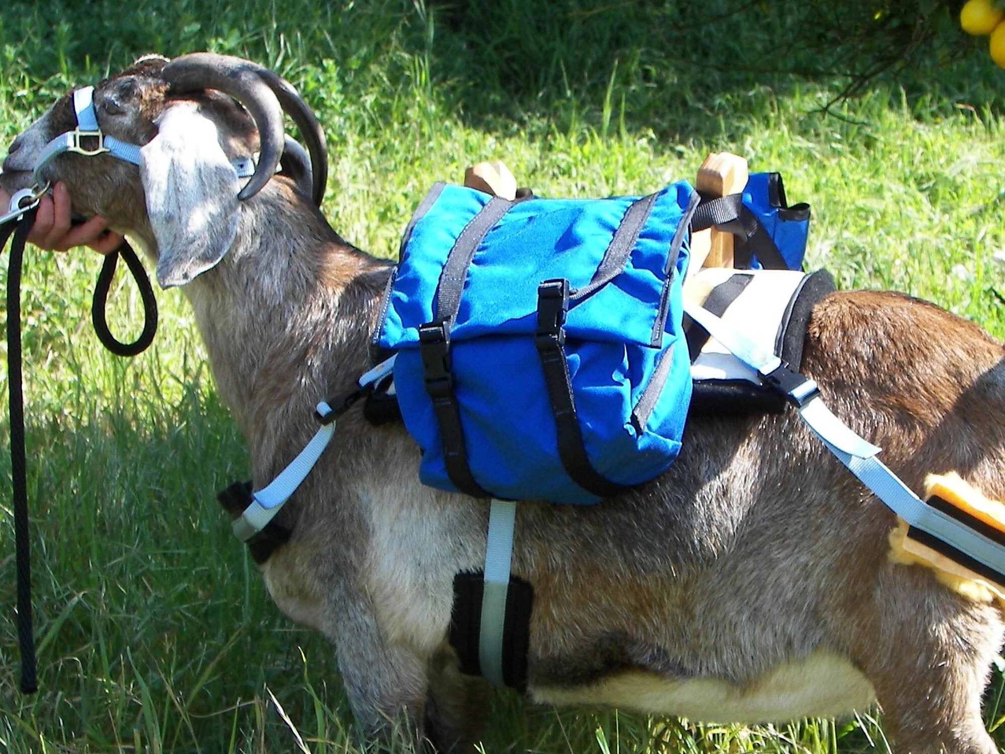 Proper fitting pack saddle