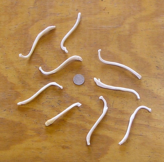 9 Deformed Raccoon Baculum Bones