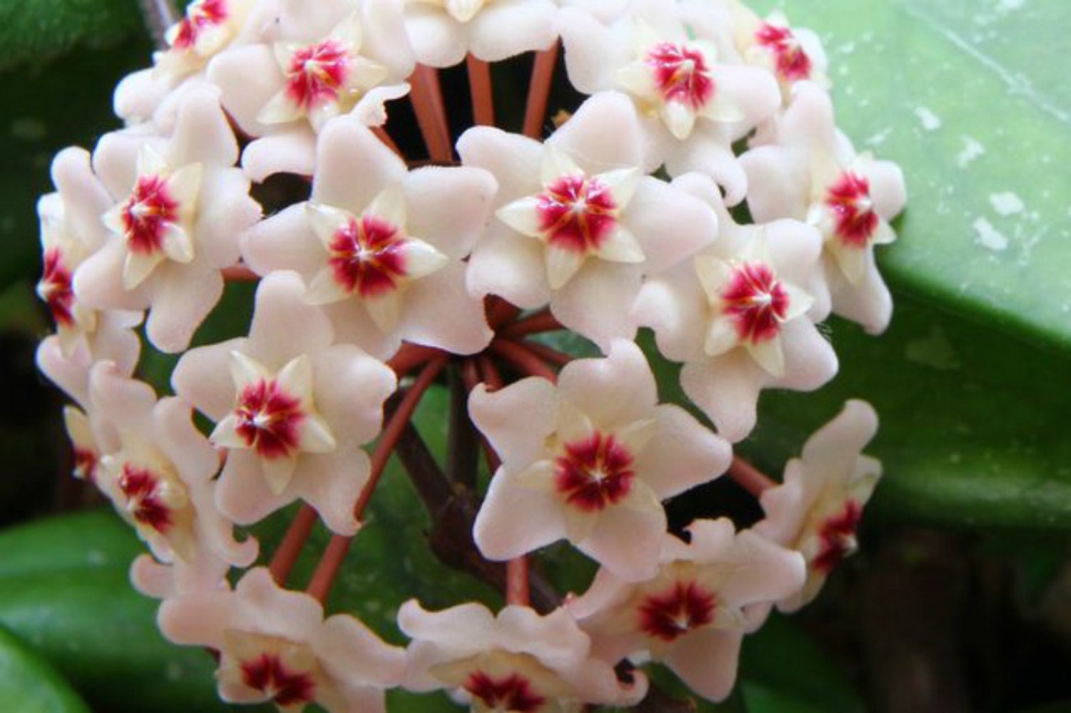 Hoya Carnosa Tri Color Unique Tropical Flowering Wax House